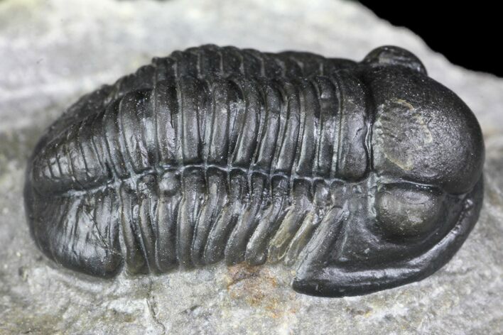 Detailed Gerastos Trilobite Fossil - Morocco #134091